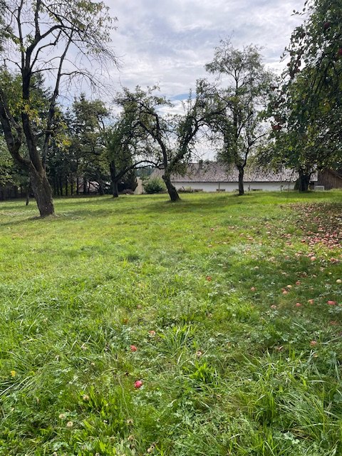 Obstgarten mit alten Apfelbäumen, Äpfel liegen im Gras, im Hintergrund das Nebengebäude